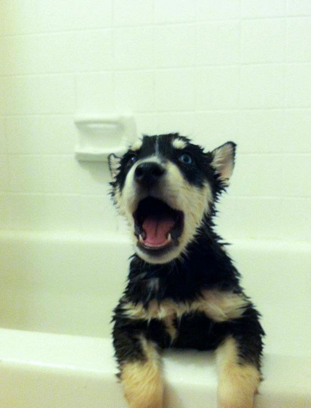 забавные фотографии животных