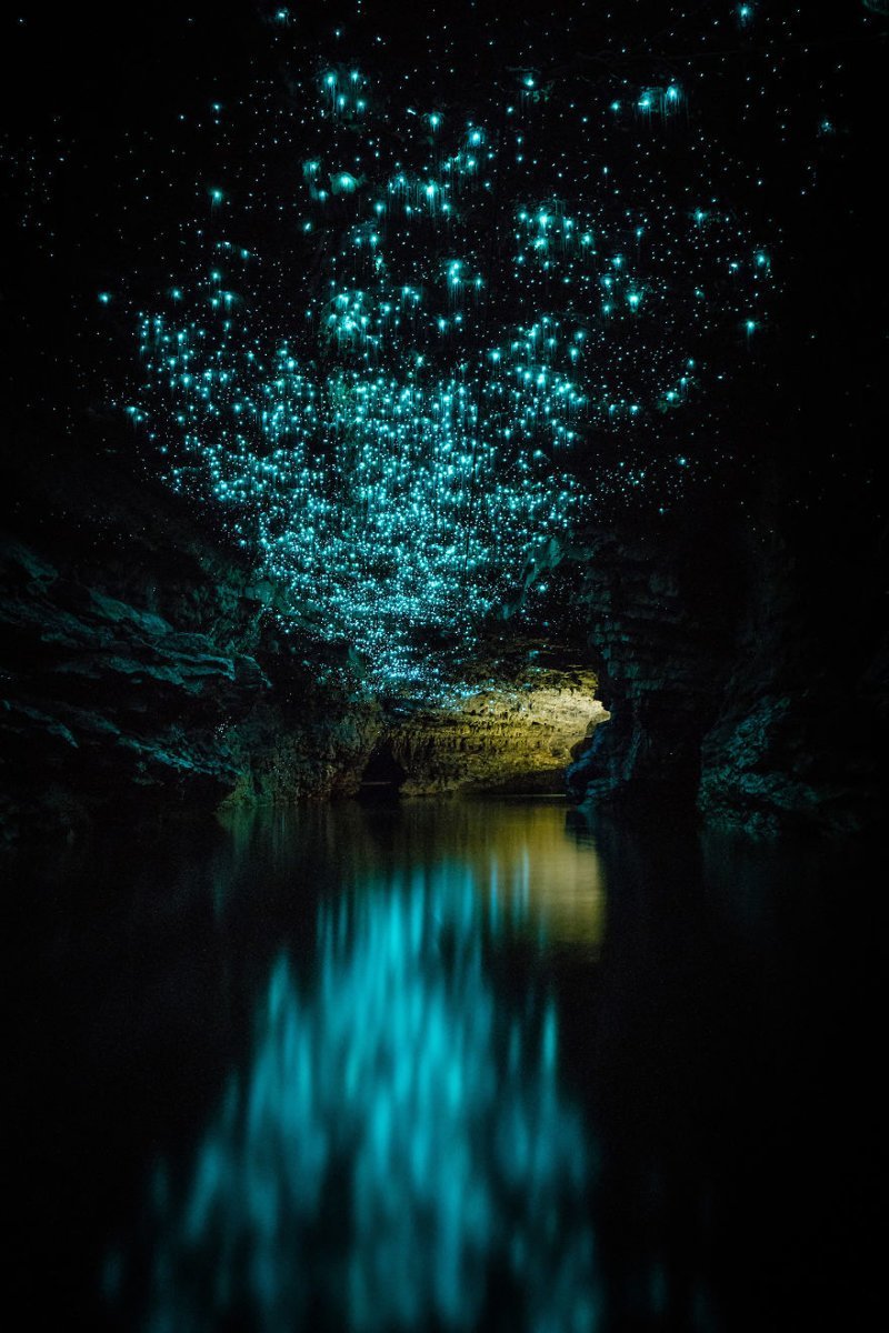 Чудеса Новой Зеландии: светлячки превратили своды пещер Вайтомо в звездное небо вайтомо, новая зеландия, пещера, путешествие, светлячок, свечение, фотограф