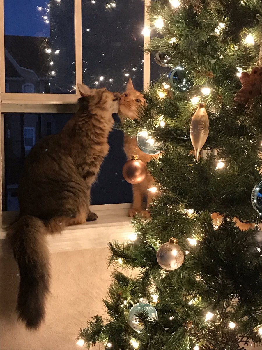 Без кота и жизнь не та