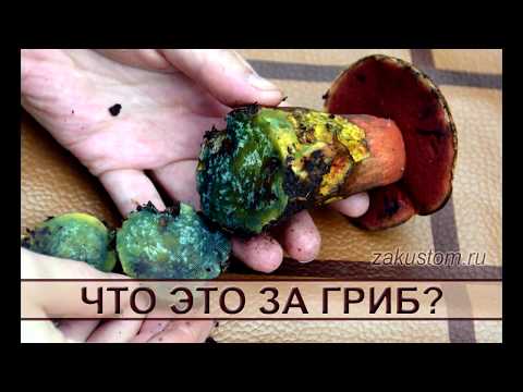 Что это за гриб? Что это за гриб?