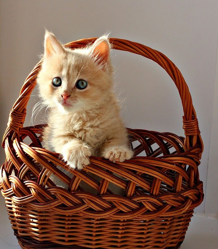 Кототерапия от Михалыча! Глупочки-покупочки Кототерапия от Михалыча! Глупочки-покупочки