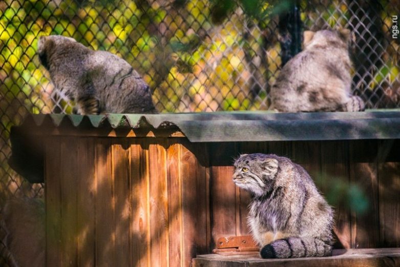 Сибирские коты