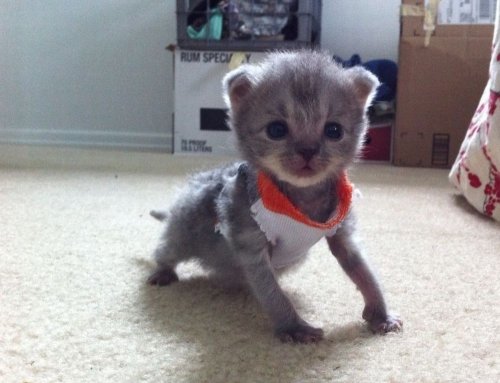 Животные-милахи (25 фото)