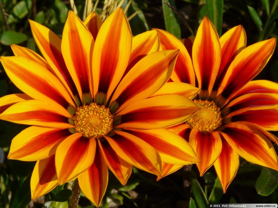 ��� ��������. �������