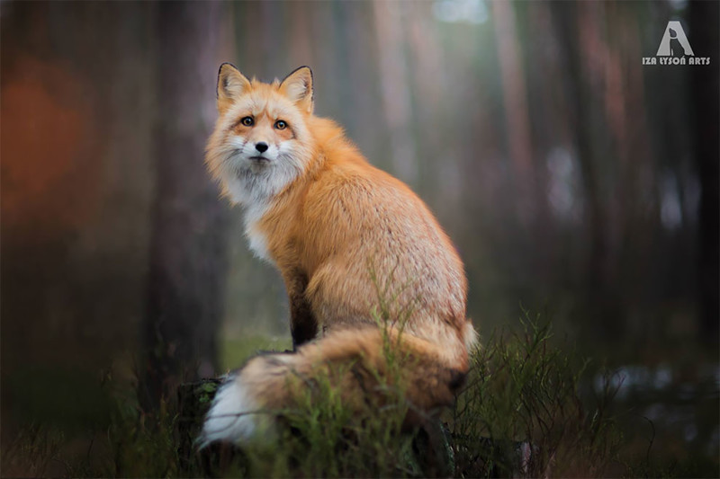 Как лисица подружилась с фотографом Как лисица подружилась с фотографом животные, лиса, фото, фотограф
