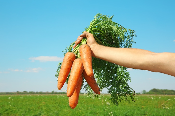 10 полезных продуктов, которые очистят организм естественным образом 10 полезных продуктов, которые очистят организм естественным образом