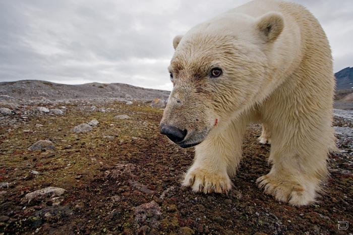 Полярная одержимость Пола Никлена (Paul Nicklen) (9 фото)