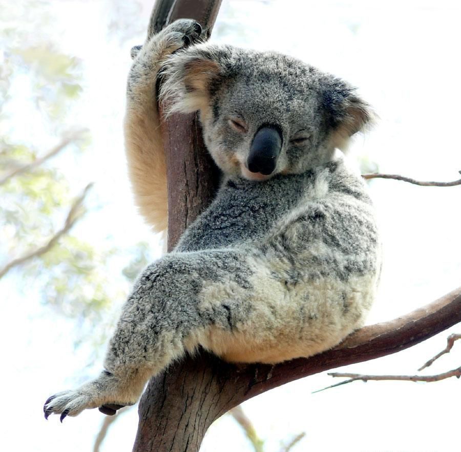 забавные фотографии животных