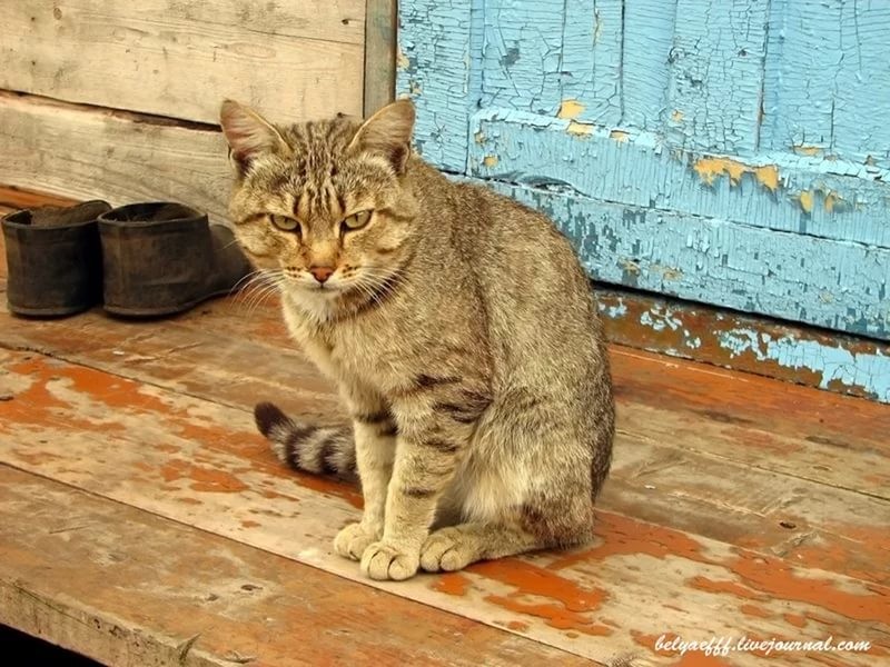 Суета вокруг кота Суета вокруг кота деревня, животные, жизнь, коты, соседи
