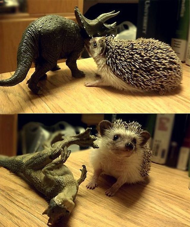 забавные фотографии животных