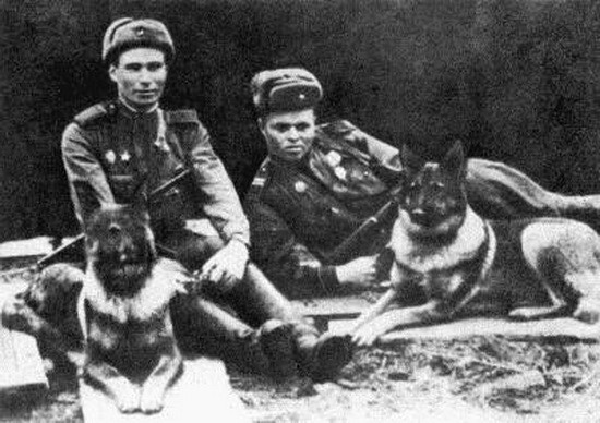 Псы-солдаты во время Великой Отечественной