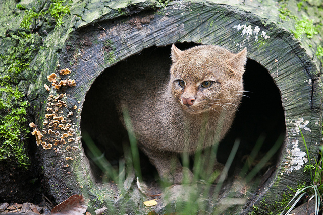 jaguarundi5