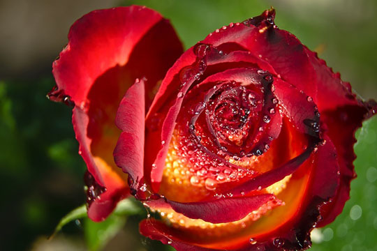 Красивые цветы, розы. картинки, фото, видео