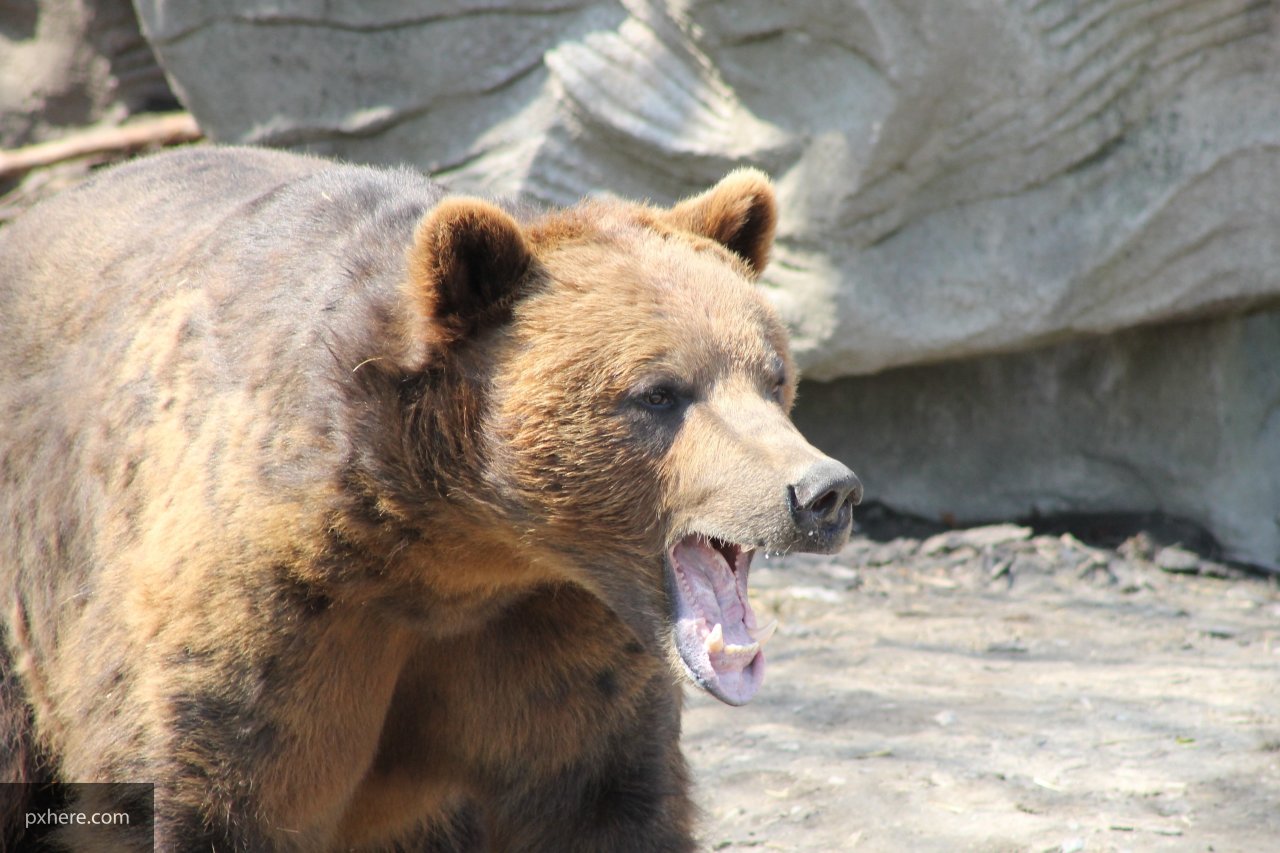 Студент из Якутии помог одногруппникам отбиться от бурого медведя