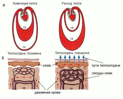 Папилайт отрицательные отзывы Оригинальные настенные часы для украшения