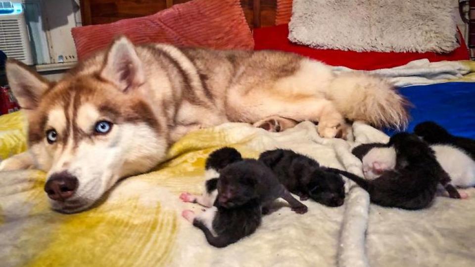 Хаски спасла от гибели семь брошенных котят и стала им мамой