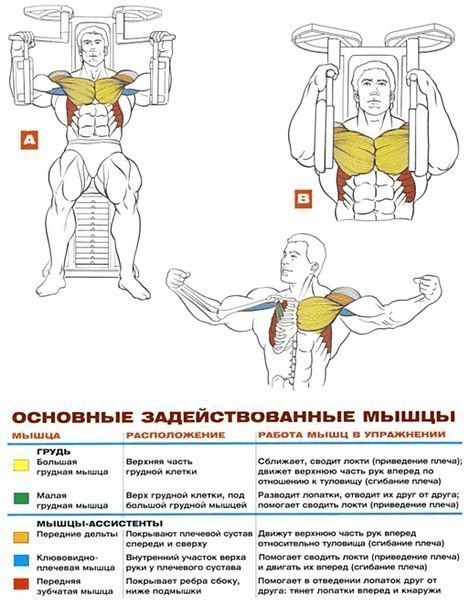 Качаем грудь: анатомия + основные упражнения!