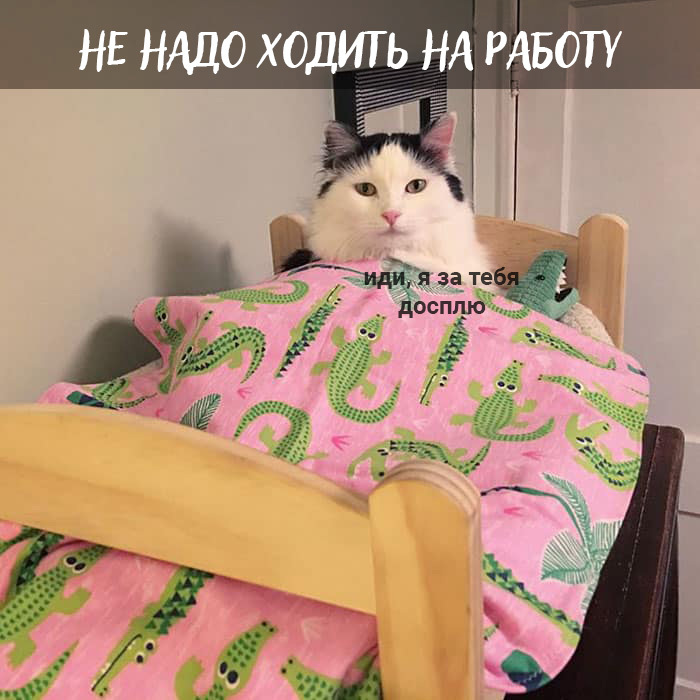 Плюсы быть котом: Кот, Картинка с текстом, Длиннопост