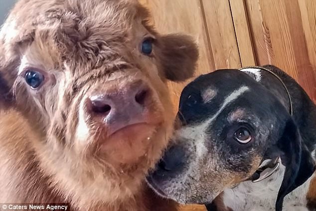 Отвергнутого стадом теленка воспитали собаки Отвергнутого стадом теленка воспитали собаки