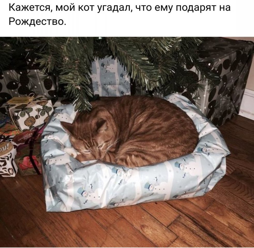 Сон подарить кота Сон подарить кота
