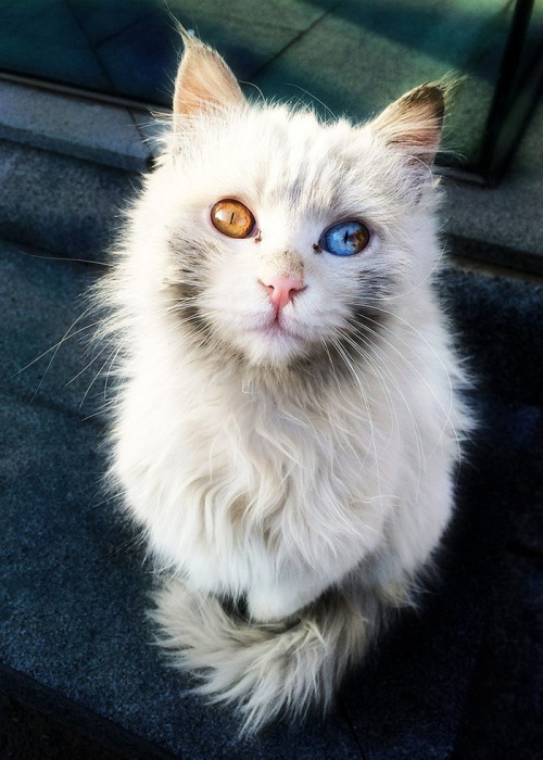 Кот, который запросто может загипнотизировать. Кот, который запросто может загипнотизировать.