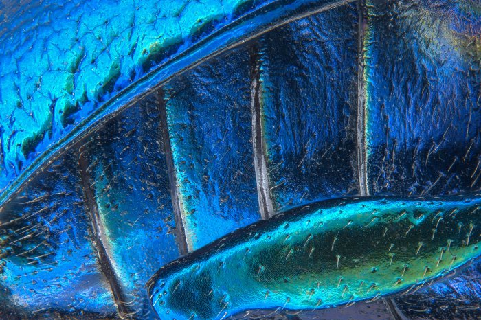 Снимки фотоконкурса «Nikon Small World 2016» (18 фото) Интересные микро снимки живой природы (18 фото)