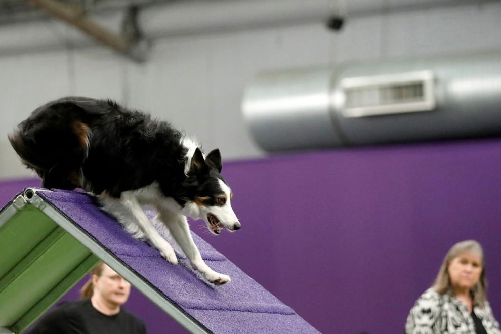 Выставка собак в мире Westminster Kennel Club Dog Show