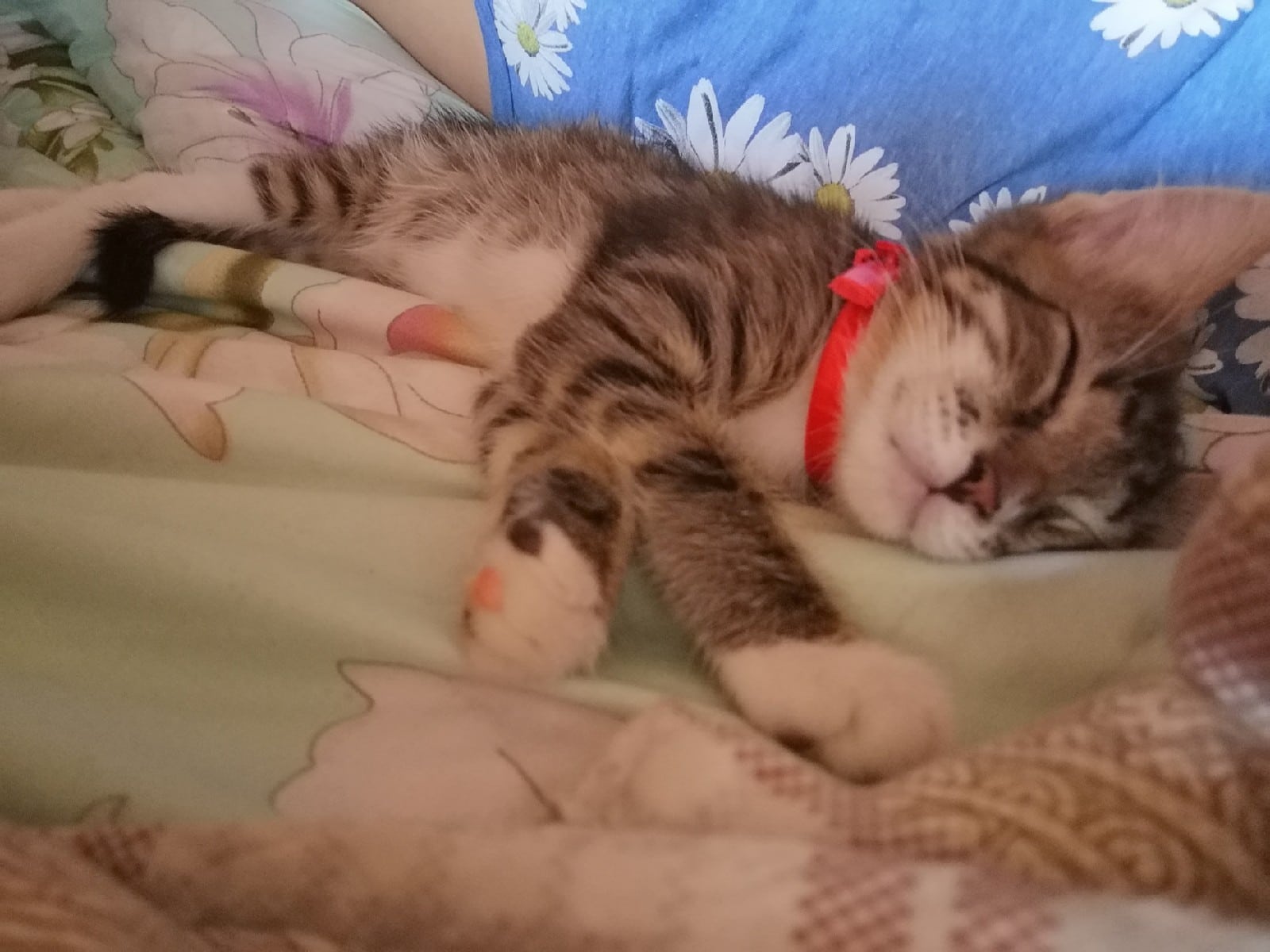 котенок нашел дом котенок спит