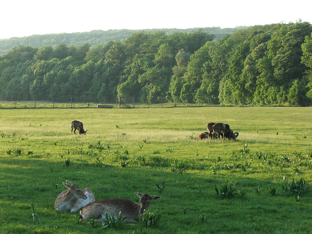 Lainzer_Tiergarten_Wiese.jpg Lainzer_Tiergarten_Wiese.jpg