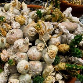 Молочай шаровидный (Euphorbia globosa) Молочай шаровидный (Euphorbia globosa)
