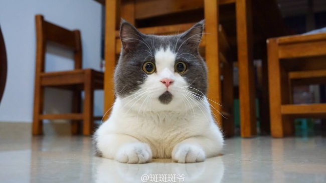 17 животных, раскрашивая которых, природа была в ударе 17 животных, раскрашивая которых, природа была в ударе