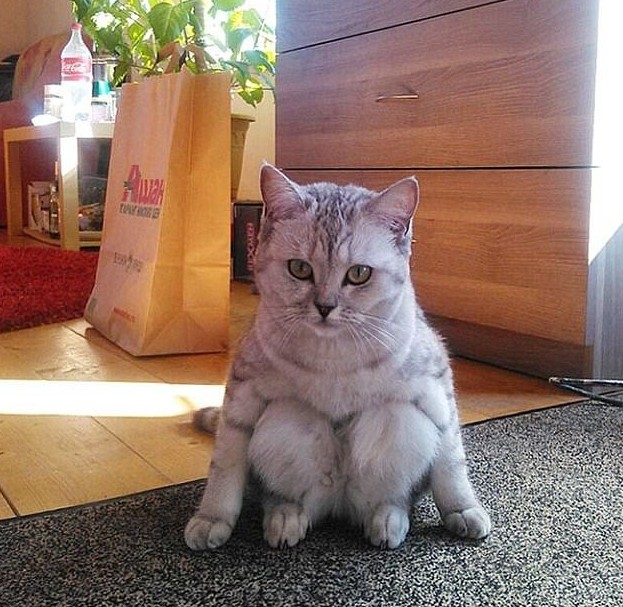 Рыбу принес? А если найду? Рыбу принес? А если найду? животные, забавно, кошки, кршки как люди, посадка, смешно, странные позы, фото