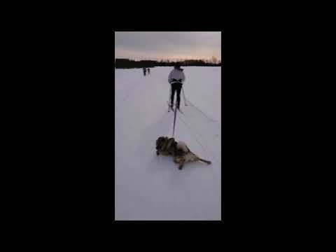 Ленивый пес лыжник Ленивый пес лыжник