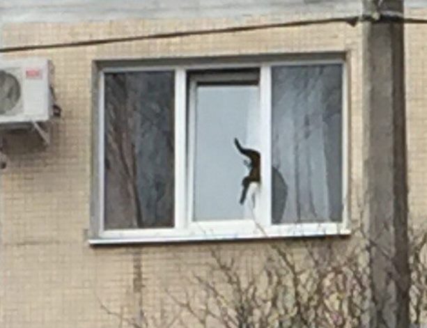 В Петербурге пожарные спасли кота, застрявшего в окне многоэтажки В Петербурге пожарные спасли кота, застрявшего в окне многоэтажки