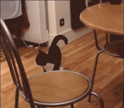 GIF-доказательство, что коты - чертовски весёлые ребята GIF коты юмор