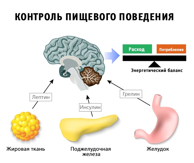 Как не испортить свой метаболизм