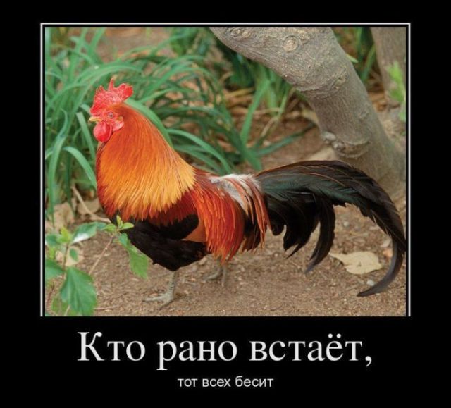 Веселые и прикольные демотиваторы для хорошего настроения (11 фото) Веселые и прикольные демотиваторы для хорошего настроения (11 фото)