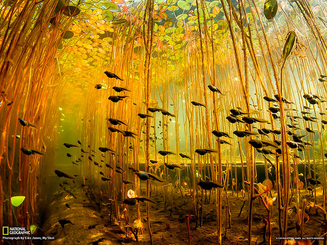 National Geographic:   