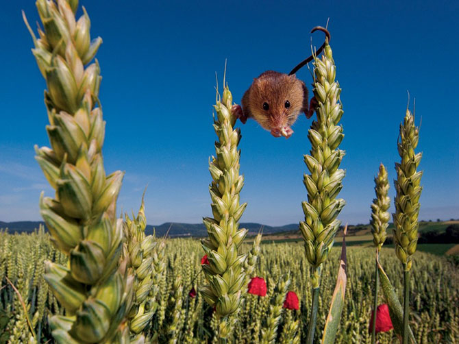 National Geographic: лучшие фотографии июля