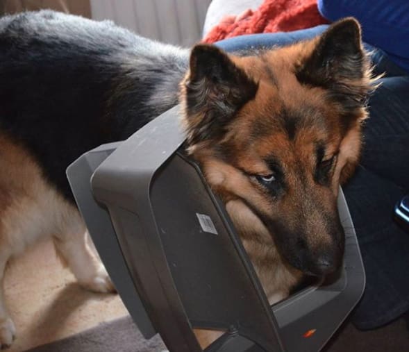 "Я не причем, честно!")) "Я не причем, честно!"))