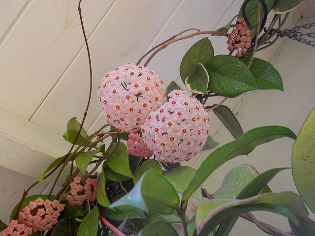 Восковой плющ, или Хойя мясистая (Hoya carnosa) Восковой плющ, или Хойя мясистая (Hoya carnosa)