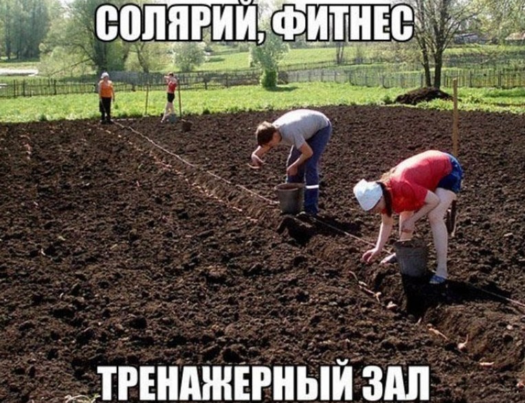 19. Еще и овощи, фрукты без ГМО! 19. Еще и овощи, фрукты без ГМО! дача, дачники, огородники, прикол, фото