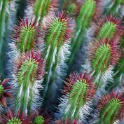 Молочай энопла (Euphorbia enopla) Молочай энопла (Euphorbia enopla)