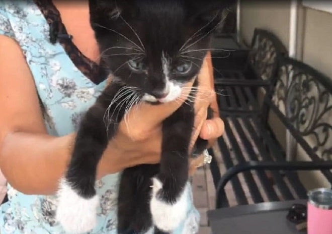 Котенка держат Котенок в руках