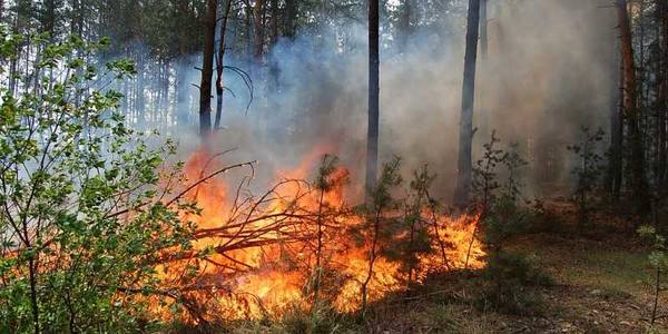 Более 400 человек борются с природными пожарами на Кубани