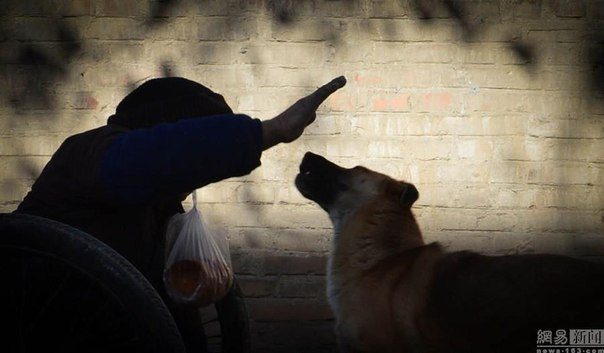 Жена с хвостом: каждое утро эта собака катит коляску с инвалидом на городской базар… Жена с хвостом: каждое утро эта собака катит коляску с инвалидом на городской базар…