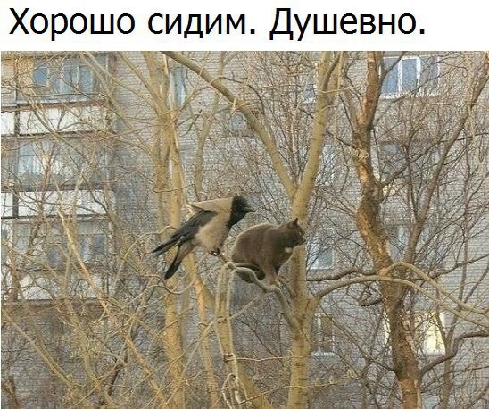 Смешные картинки с надписями Смешные картинки с надписями прикол, юмор
