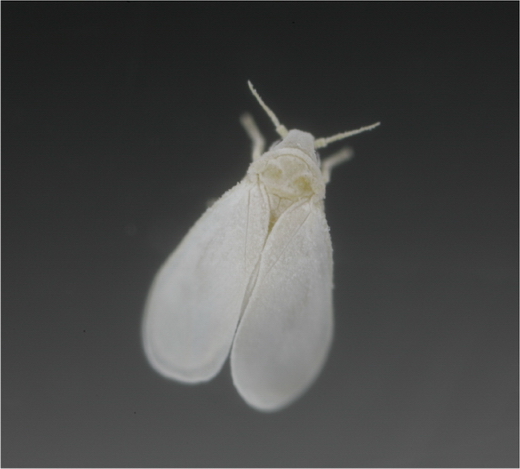 Белокрылка (Aleyrodidae)