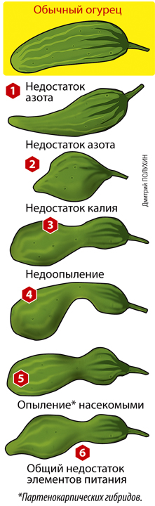 . Фото: Дмитрий ПОЛУХИН