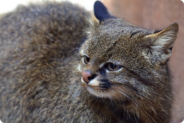 Пампасская кошка (лат. Leopardus pajeros) Пампасская кошка (лат. Leopardus pajeros)
